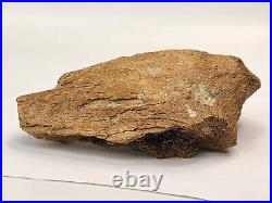 Edmontosaurus Pubis Partial Dinosaur Bone Fossil Hell Creek Fm