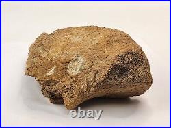 Edmontosaurus Pubis Partial Dinosaur Bone Fossil Hell Creek Fm