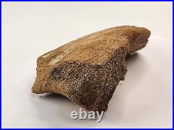 Edmontosaurus Pubis Partial Dinosaur Bone Fossil Hell Creek Fm