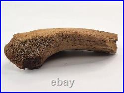 Edmontosaurus Pubis Partial Dinosaur Bone Fossil Hell Creek Fm