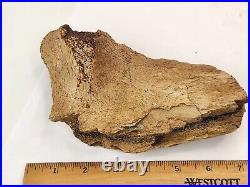 Edmontosaurus Pubis Partial Dinosaur Bone Fossil Hell Creek Fm