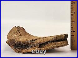Edmontosaurus Pubis Partial Dinosaur Bone Fossil Hell Creek Fm
