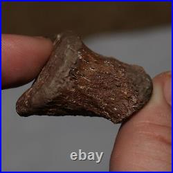 Edmontosaurus Toe Bone Dinosaur Fossil Bone Hell Creek Formation Cretaceous