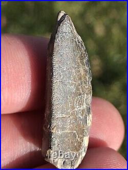 Eocarcharia Dinops Dinosaur Tooth Niger Rare Theropod T-Rex Bone MAKE OFFER