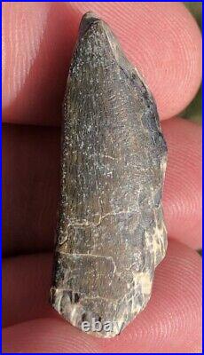 Eocarcharia Dinops Dinosaur Tooth Niger Rare Theropod T-Rex Bone MAKE OFFER
