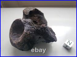 Eremotherium Foot Bone