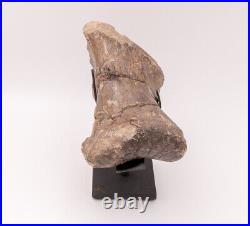 FINE Sauropod Toe Bone Jurassic Dinosaur 1946