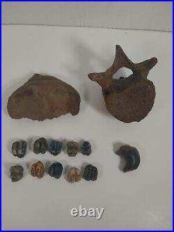 Florida Manatee (Trichechus) Fossil COMBO Pack Skull Teeth Vertebrae Ear Bone