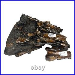 Fossil Bones from Bird and Mammal Labrea Formation Pleistocene Los Angeles