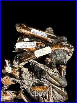 Fossil Bones from Coyote and Mammal Labrea Tar Pits Pleistocene Age Los Angeles