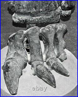 Fossil Camarasaurus foot bone sauropod Bone Cabin Quarry WY Jurassic Morrison