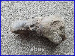Fossil Camarasaurus foot bone sauropod Bone Cabin Quarry WY Jurassic Morrison