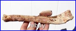 Fossil Crocodile Rib bone Cretaceous age fossils Morocco 250mm long RefDRS. RB2