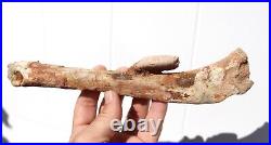 Fossil Crocodile Rib bone Cretaceous age fossils Morocco 250mm long RefDRS. RB2