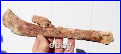 Fossil Crocodile Rib bone Cretaceous age fossils Morocco 250mm long RefDRS. RB2