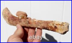 Fossil Crocodile Rib bone Cretaceous age fossils Morocco 250mm long RefDRS. RB2