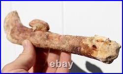 Fossil Crocodile Rib bone Cretaceous age fossils Morocco 250mm long RefDRS. RB2