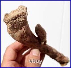 Fossil Crocodile Rib bone Cretaceous age fossils Morocco 250mm long RefDRS. RB2