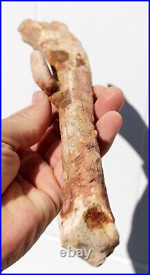 Fossil Crocodile Rib bone Cretaceous age fossils Morocco 250mm long RefDRS. RB2