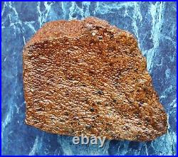 Fossil Dinosaur Bone Crimson Pirate Healing Lucky Meditation Stone 176gr-6.2oz