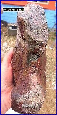 Fossil Dinosaur Bone Specimen -DP14-Polished Window-Great Color-Jurassic