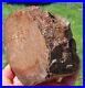 Fossil Dinosaur Bone Specimen DP27-Jurassic/Morrison Formation