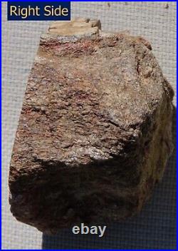 Fossil Dinosaur Bone Specimen DP27-Jurassic/Morrison Formation