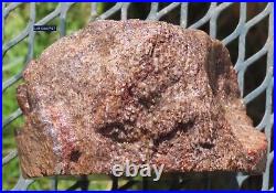 Fossil Dinosaur Bone Specimen DP27-Jurassic/Morrison Formation