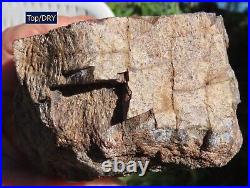 Fossil Dinosaur Bone Specimen DP27-Jurassic/Morrison Formation