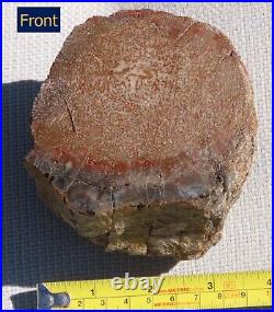 Fossil Dinosaur Bone Specimen DP27-Jurassic/Morrison Formation