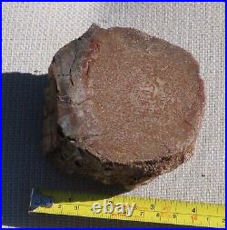 Fossil Dinosaur Bone Specimen DP27-Jurassic/Morrison Formation