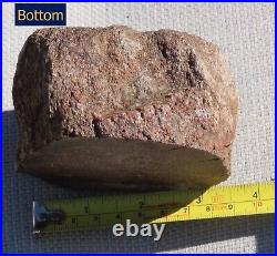 Fossil Dinosaur Bone Specimen DP27-Jurassic/Morrison Formation