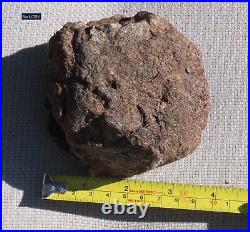 Fossil Dinosaur Bone Specimen DP27-Jurassic/Morrison Formation