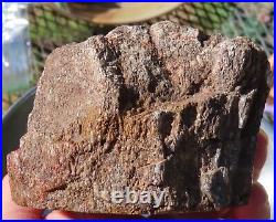 Fossil Dinosaur Bone Specimen DP27-Jurassic/Morrison Formation