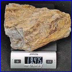 Fossil Dinosaur Bone, Utahraptor Ostrommaysorum 9.5 Lbs