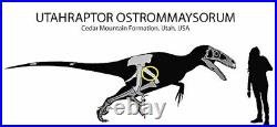 Fossil Dinosaur Bone, Utahraptor Ostrommaysorum 9.5 Lbs