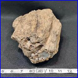 Fossil Dinosaur Bone, Utahraptor Ostrommaysorum 9.5 Lbs