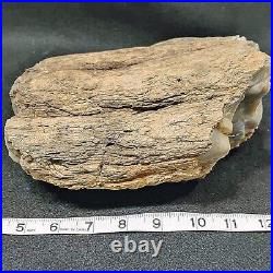 Fossil Dinosaur Bone, Utahraptor Ostrommaysorum 9.5 Lbs