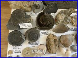 Fossil/Dinosaur Collection Ammonite Belemnite Trilobite Bone Crinoid Teeth Shell