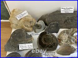 Fossil/Dinosaur Collection Ammonite Belemnite Trilobite Bone Crinoid Teeth Shell