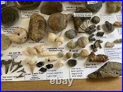 Fossil/Dinosaur Collection Ammonite Belemnite Trilobite Bone Crinoid Teeth Shell