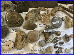 Fossil/Dinosaur Collection Ammonite Belemnite Trilobite Bone Crinoid Teeth Shell