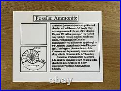 Fossil/Dinosaur Collection Ammonite Belemnite Trilobite Bone Crinoid Teeth Shell