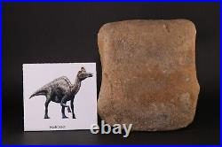 Fossil Dinosaur Edmontosaurus 4.5 Phalanx Toe Bone Hell Creek Montana COA 3986