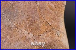 Fossil Dinosaur Edmontosaurus 4.5 Phalanx Toe Bone Hell Creek Montana COA 3986
