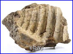 Fossil Dinosaur Edmontosaurus Jawbone denture Hell Creek South Dakota COA 5025