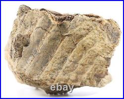 Fossil Dinosaur Edmontosaurus Jawbone denture Hell Creek South Dakota COA 5025