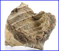 Fossil Dinosaur Edmontosaurus Jawbone denture Hell Creek South Dakota COA 5025