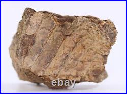 Fossil Dinosaur Edmontosaurus Jawbone denture Hell Creek South Dakota COA 5025