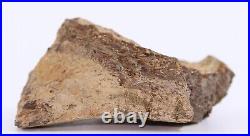 Fossil Dinosaur Edmontosaurus Jawbone denture Hell Creek South Dakota COA 5025